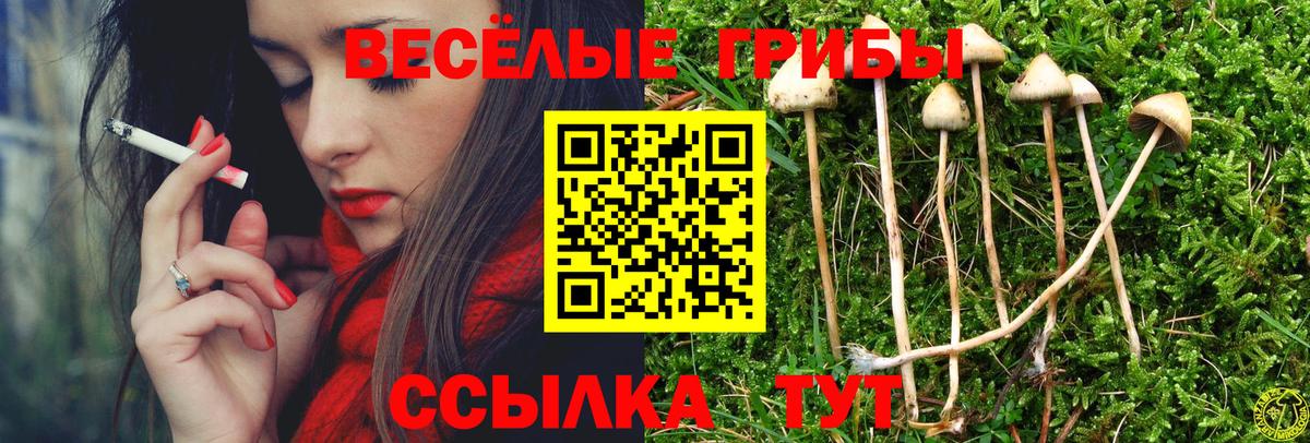 Сибай  закладки  Вход с VPN  Галлюциногенные грибы Cubensis 